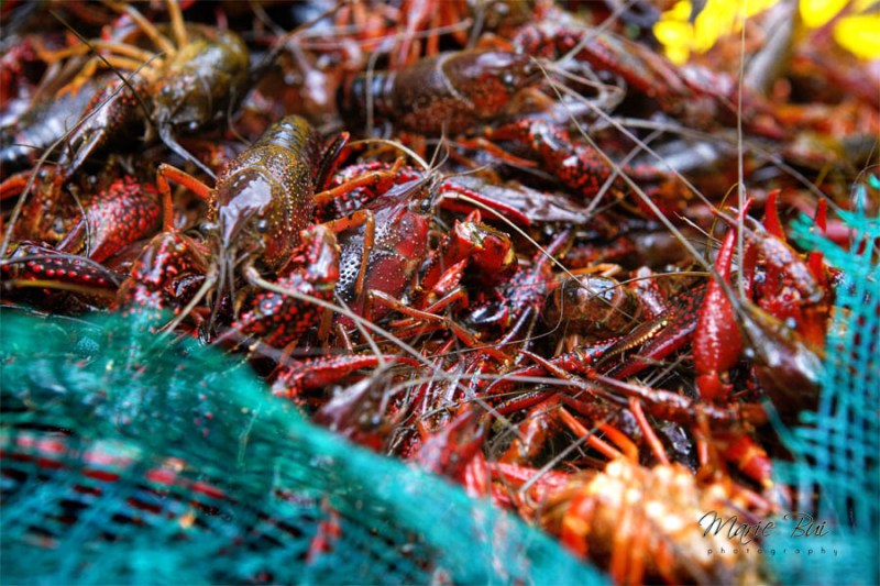 crawfish_52487
