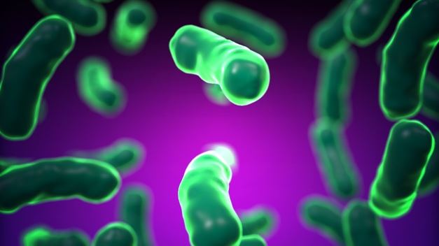 Bacteria_55765