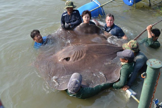 giant-stingray-e1426249414366_58984