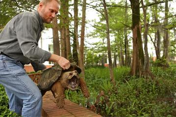 turtle_67783