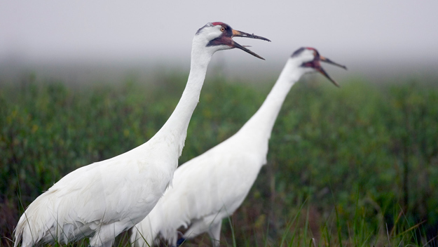 whoopingcrane1_72111