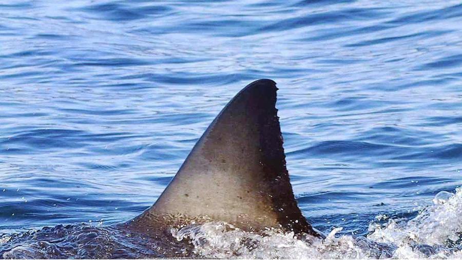 shark_87922