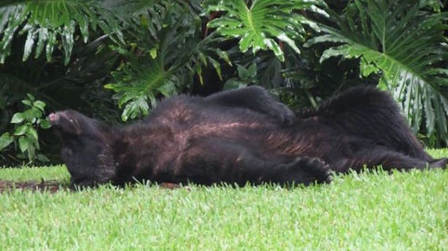bear-sleep-2_95465