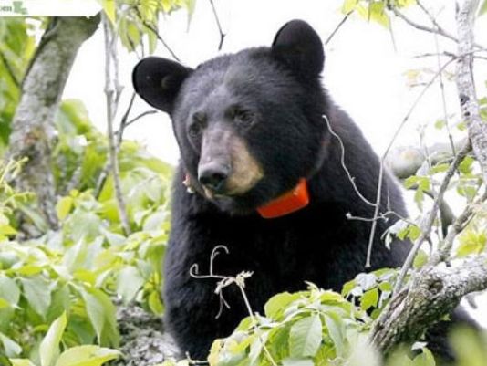04112013-black-bear_178044