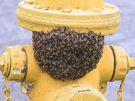 635950367923765454-bee6_181305