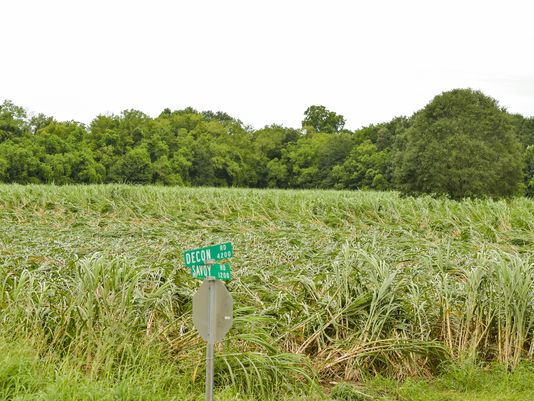 636068722749312239-tda-flooding-crop-damage-08-15-1119_229505