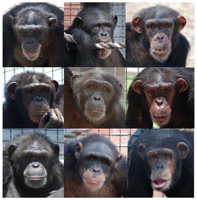 9chimps-1_228145