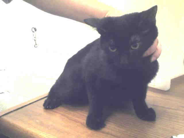 caspia-the-cat_229745