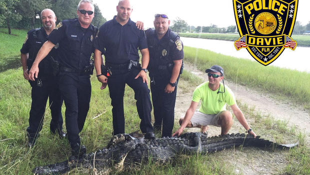 monster-alligator-caught_228187
