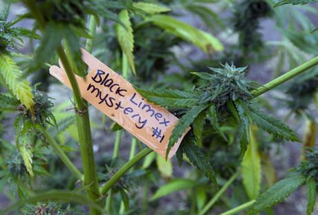 marijuana-legalized-ca_245119