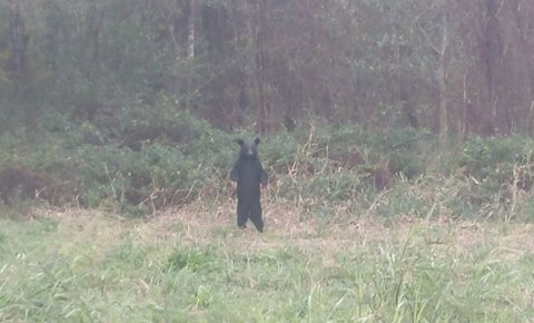 black-bear_257878