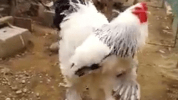 chicken_289169