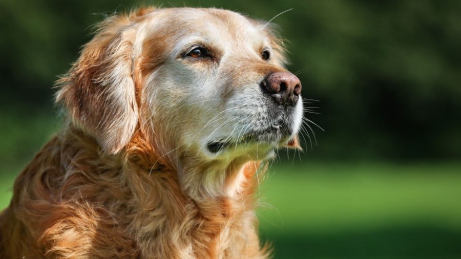 Golden retriever dog_339564