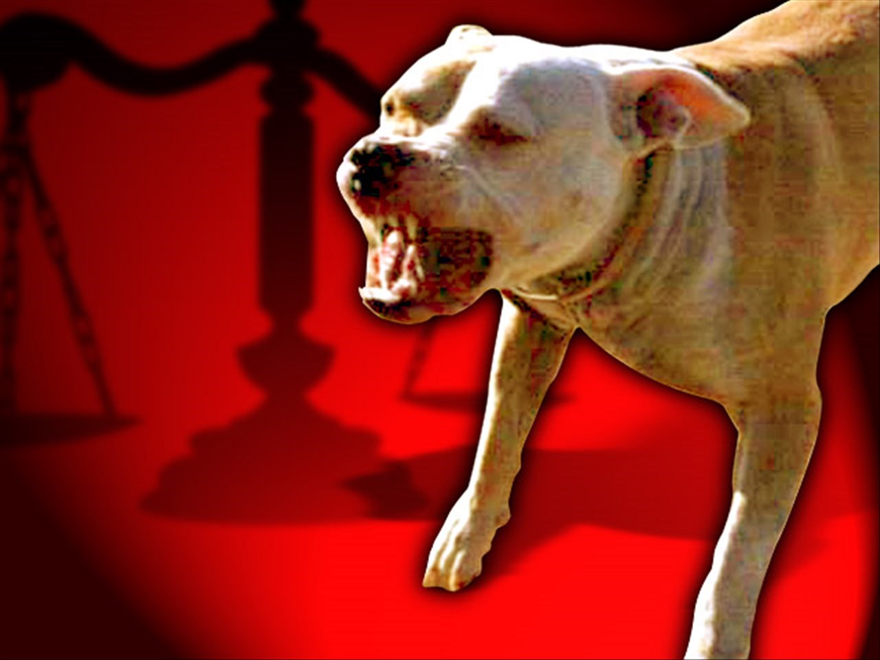 dog attack_407593