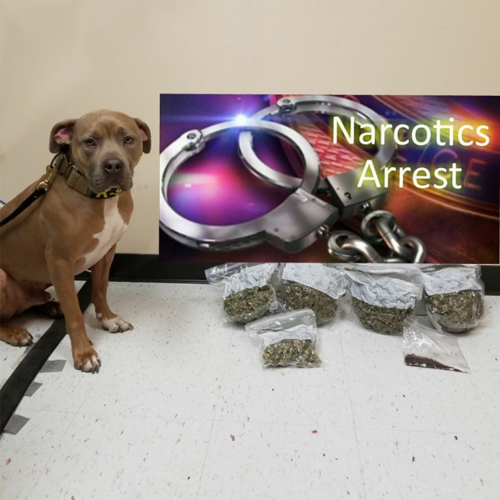Chitichatcha drug dog arrest _1517430335513.jpg.jpg