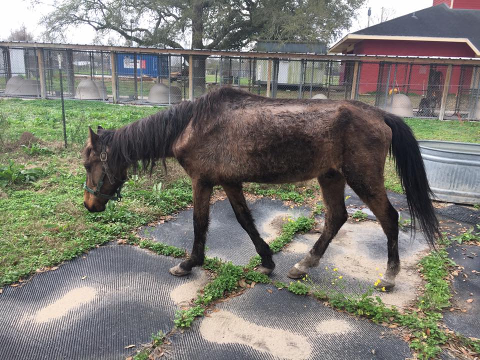 Horse2_1519249112072.jpg