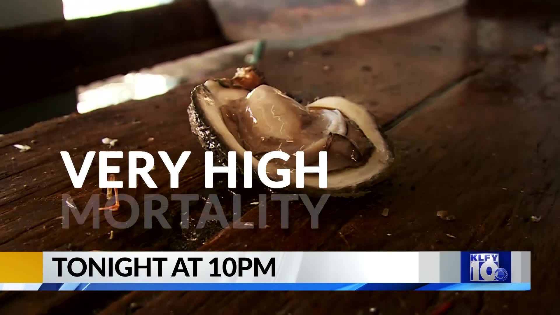 Oyster Hazards