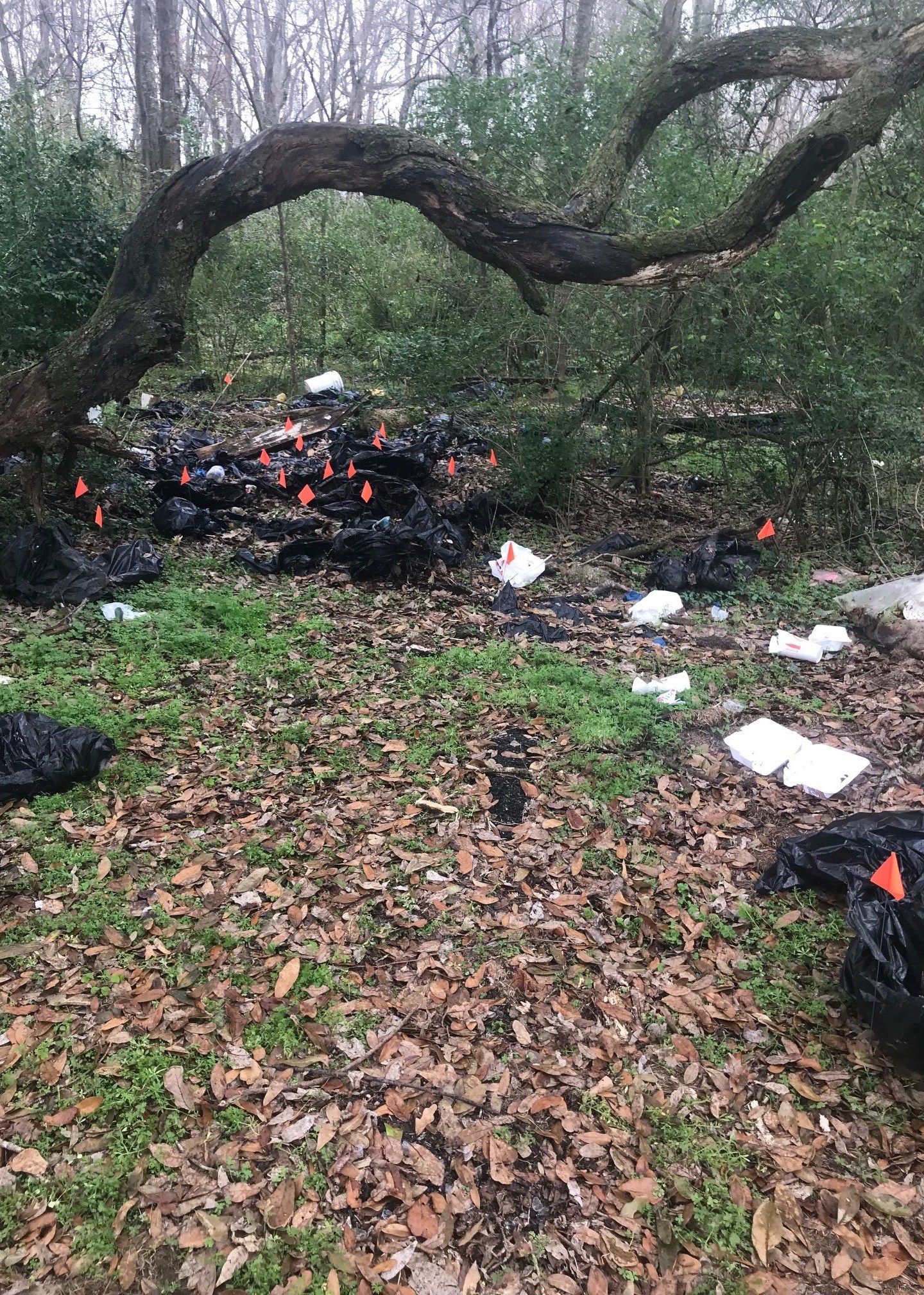 animal remains 1_1517958734636.jpg.jpg