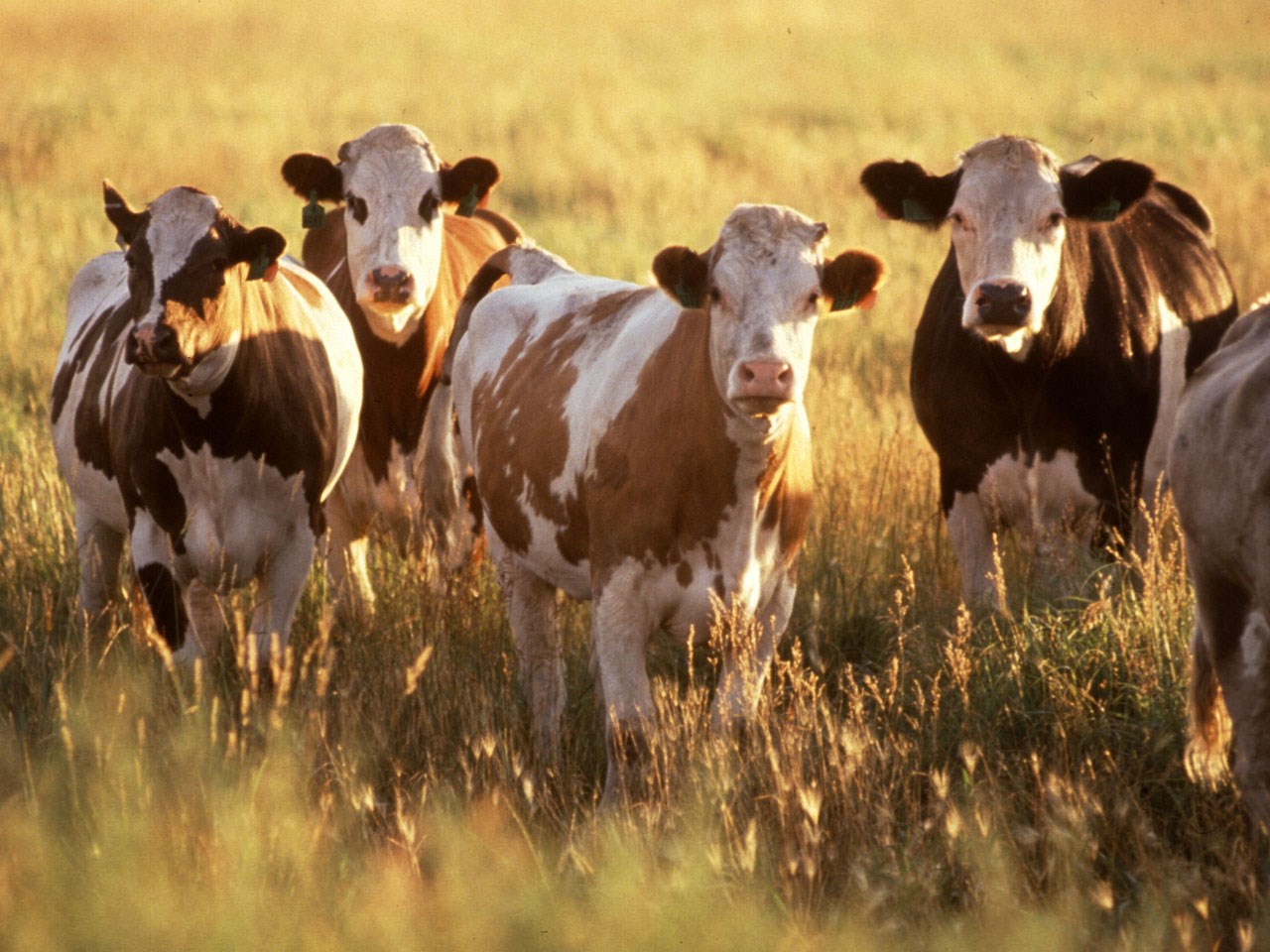 cattle_1518202912435.jpg