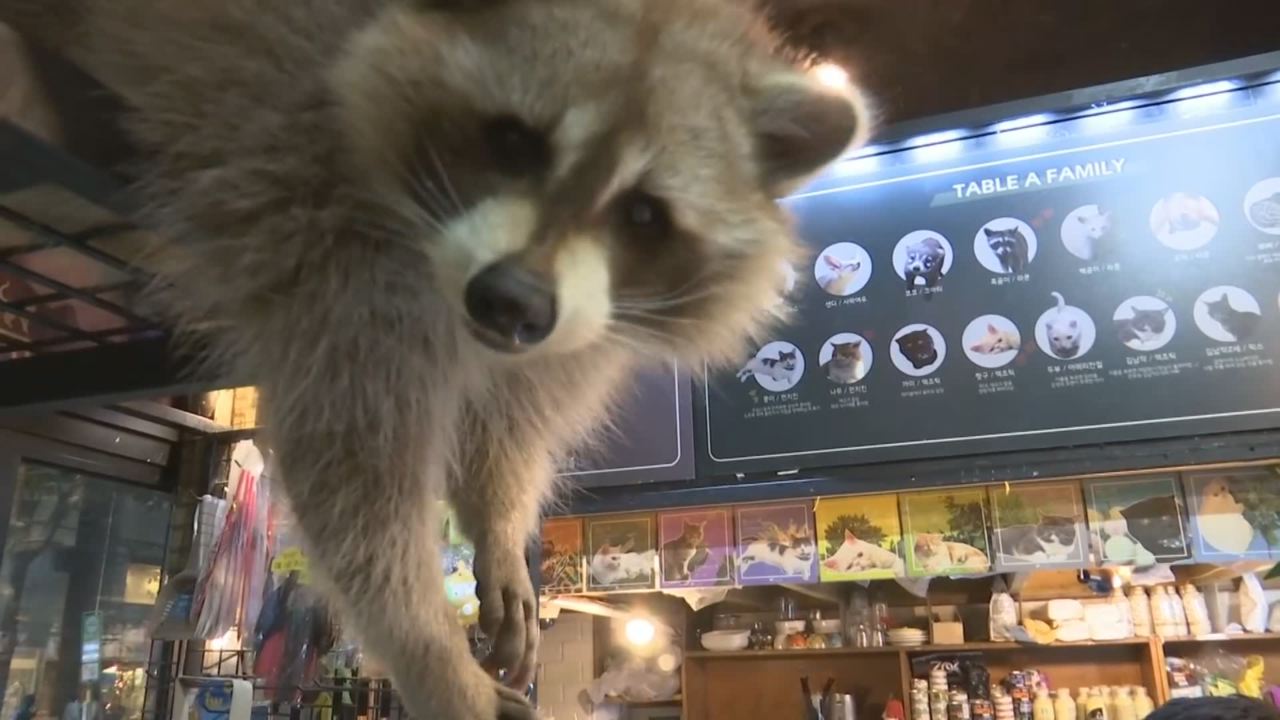 raccoon_1518370395979-54729046.jpg