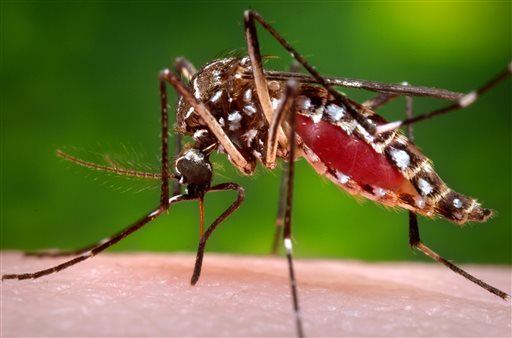 Aedes aegypti mosquito_187869