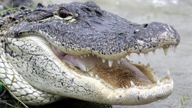 Alligator_1525813533006.jpg