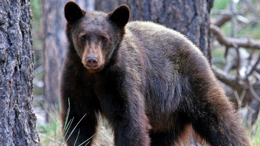 Black Bears_1519851109785.jpg.jpg