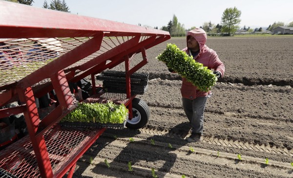 Lettuce_1528059210052.jpg
