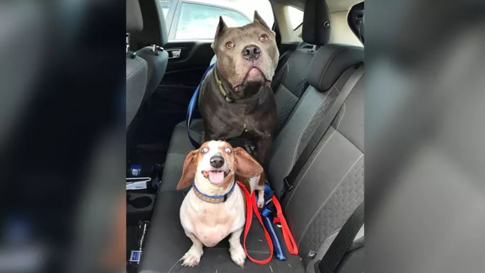 blind dog couple_1528112435656.JPG.jpg