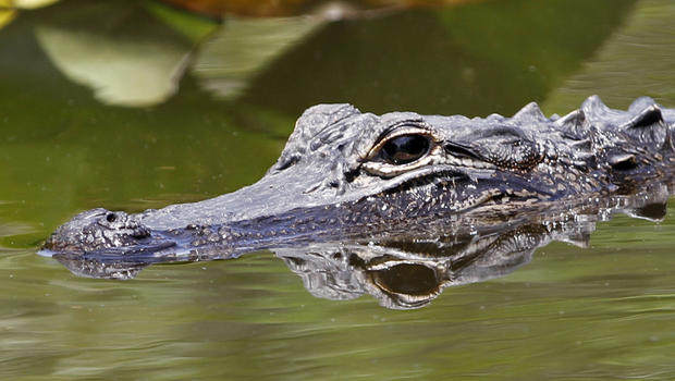 alligator_146506