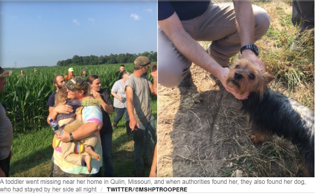 dog cornfield_1529334618859.jpg.jpg