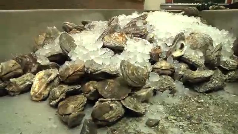 oysters_147978