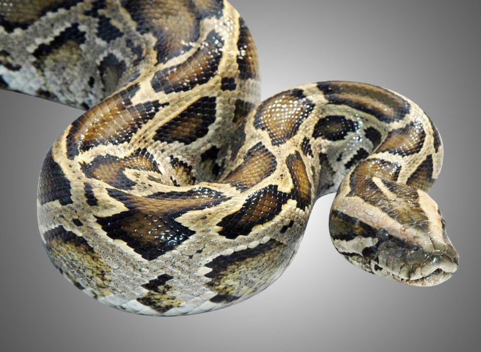 python_1529319942513.JPG