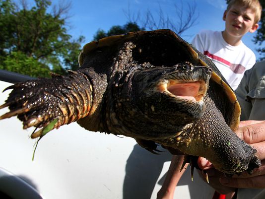 snapping turtle_1528129968021.JPG.jpg