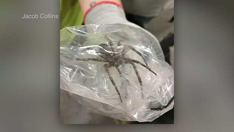 spider_1528388483768.jpeg