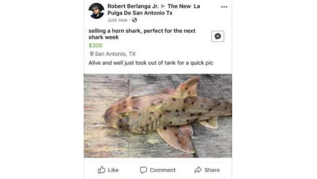 180730-facebook-selling-shark-san-antonio (1)_1533051423132.jpg.jpg