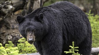 Black Bear