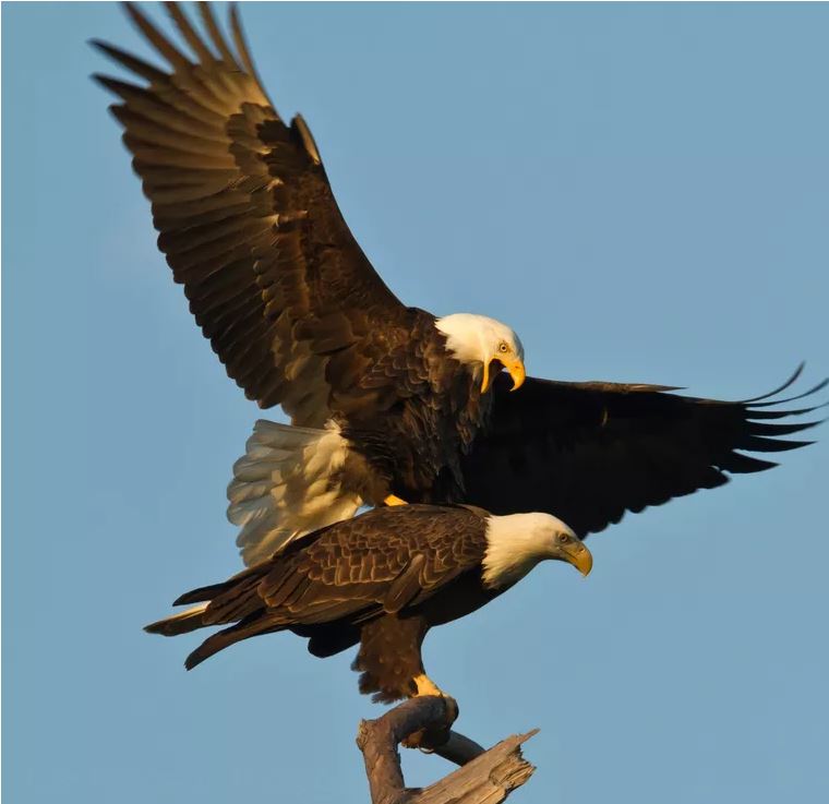 Bald eagle_1532915707137.JPG.jpg