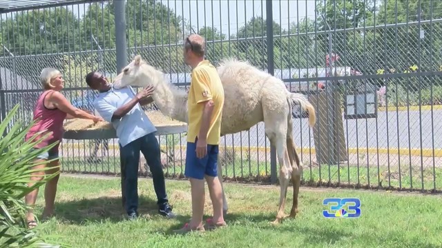 Camel_replaces__Tony_the_Tiger__at_roads_0_49278093_ver1.0_640_360_1532346878416.jpg
