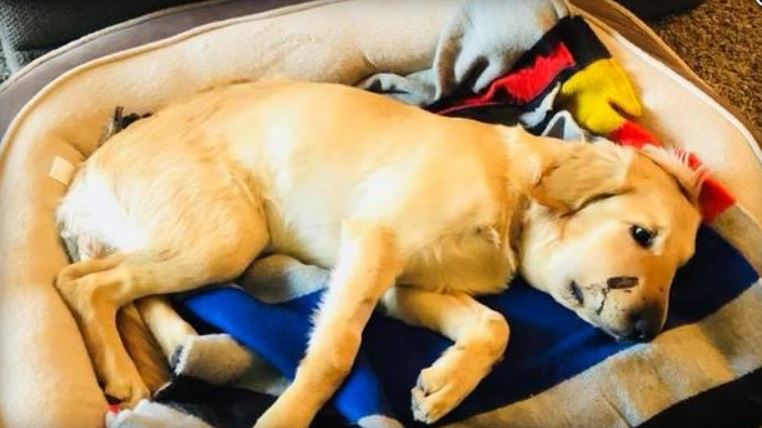 golden retriever gets bit