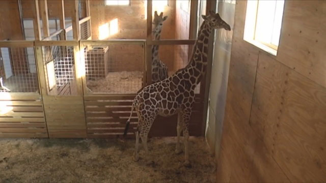April the Giraffe_278487