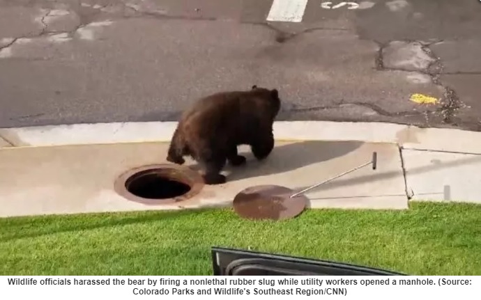 bear hole_1532814564458.jpg.jpg