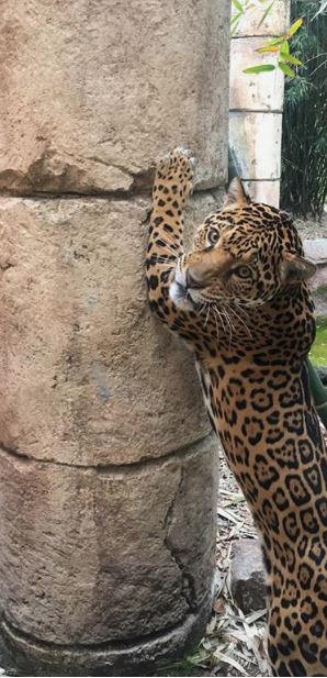 jaguar_1531598128379.JPG