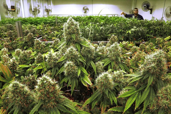 medical-marijuana_1532464051995.jpg