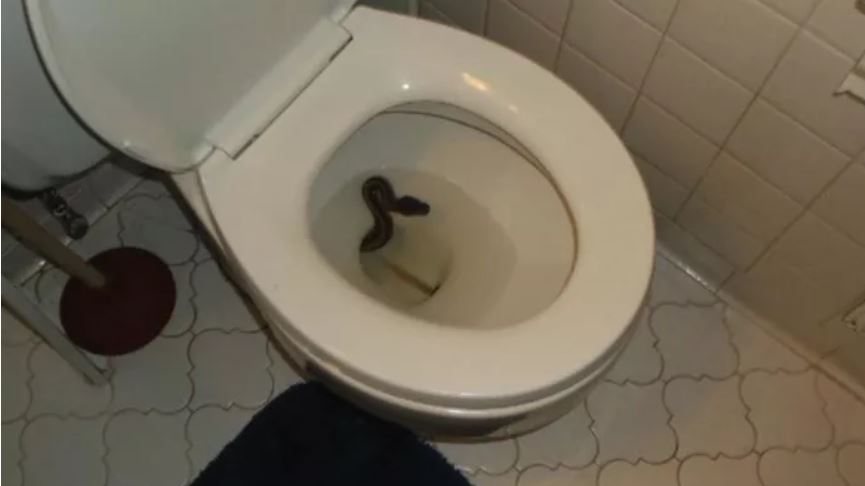 snake in toilet