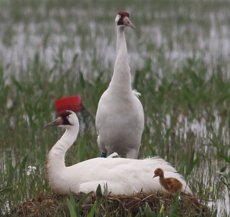 whooping crane_1521070355278.jpg.jpg