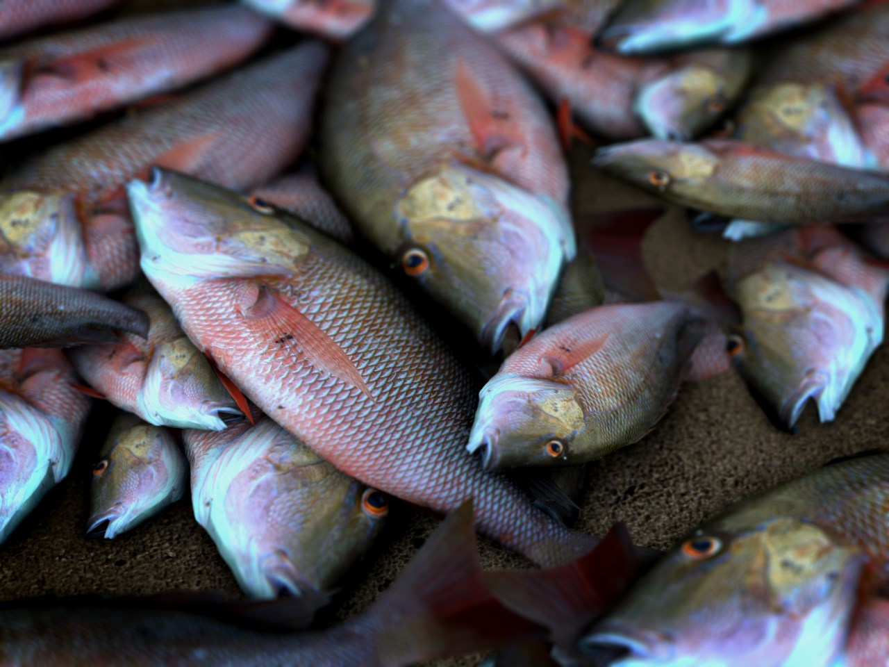 fish kill_1515800927460.jpg.jpg