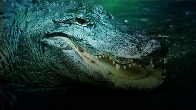 Gator_1535851767215.jpg