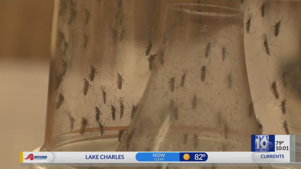 Mosquito_Tease_0_20180901031416