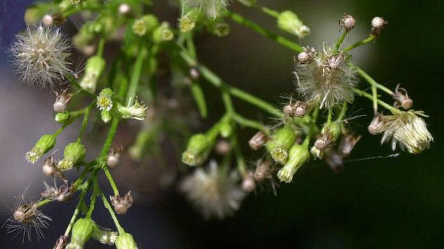 Ragweed cbs_1537814327550.jpg.jpg